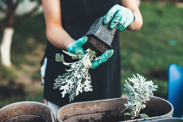 Close up photo of a caucasian woman wearing gloves is replanting flowers in pots at home