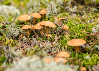 Wild mushroom in the forest, traditional forest background with grass, moss, lichens and dry branches, autumn forest texture, autumn
