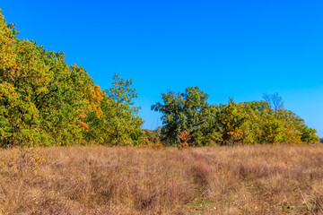 Fototapeta premium Autumn landscape with dry meadow and colorful fall trees