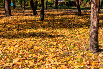 Fallen colorful maple leaves on ground in autumn city park