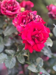 pink roses in garden