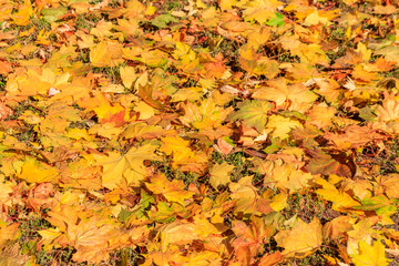 Background of the autumn maple leaves