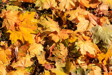 Background of the autumn maple leaves