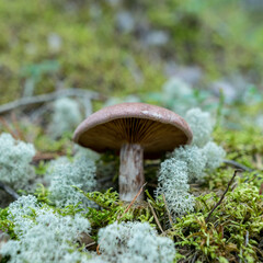 natural forest background, wild mushroom in the forest, traditional forest background with grass, moss, lichens and dry branches, autumn forest texture