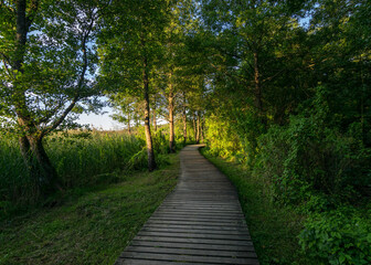 Obraz premium wooden footbridge through the forest, green grass and trees, light shines through the trees, summer