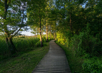 wooden footbridge through the forest, green grass and trees, light shines through the trees, summer