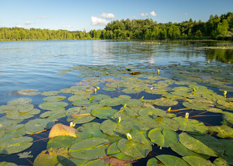 white water lilies in the lake, reflections in the water, summer time by the water