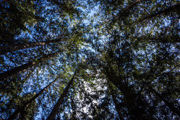 view inside forest surrounded by tall trees covered with green foliage  in the day