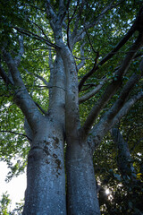 Fototapeta premium tall tree with two thick trunks intertwined with each other under the dense foliage in the park