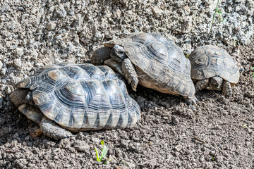 Obraz premium Turtle Testudo Marginata european landturtle family three turtles different size baby parents lined up closeup wildlife