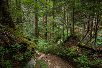 a narrow down-hill trail inside forest surrounded by trees and bushes