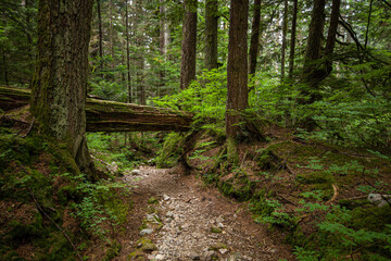 Fototapeta na wymiar a rocky trail in the forest with tall trees on both sides and a fallen tree trunk blocking in the middle of the road