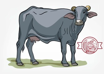 breeding cow. animal husbandry. livestock illustration on a white
