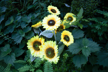 Sunflower (Helianthus) blooming flowers in sunlight.