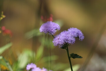 Fototapeta premium 淡い紫のふわふわのアゲラタムの花 Pale purple fluffy Bluemink flowers.
