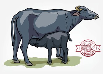 breeding cow. animal husbandry. livestock illustration on a white