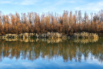 Autumn trees without leaves and yellow reeds on the river bank. Trees, reeds and a blue sky with clouds are reflected in the river