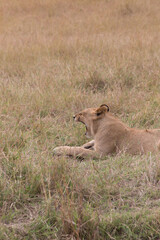 Juvenile Lion Cub (panthers leo) resting in the Serengeti, Tanzania.