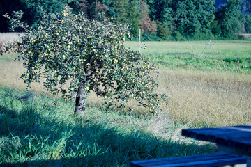 Apple on trees in fruit garden in a summer day