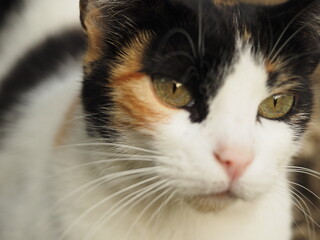 portrait of a white cat with some black and brown spots in the garden