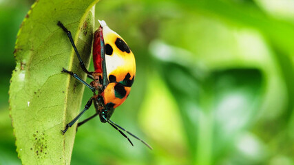 Obraz premium Ladybug on green leaf and doing its thing. Macro shot, Close up.