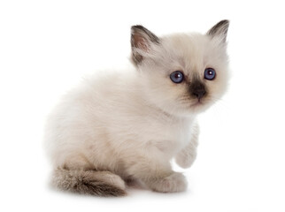 birman kitten in studio