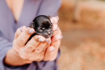 brown tiny newborn Chihuahua puppy in the hands. cute Pets. friendship of people and animals. the...