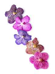 Vanda orchid flowers isolated on white background