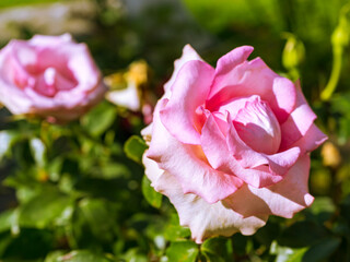 Flower of pink rose in the garden with blurred background close up