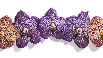 Beautiful vanda orchid flowers isolated on white background