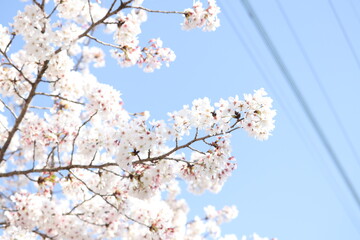 桜11