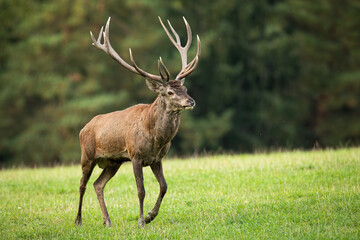 Adult red deer, cervus elaphus, walking on meadow in autumn nature with front leg bent in knee. Strong stag marching on green field in spring. Wild animal with massive antlers going on grassland.