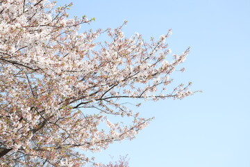 桜13