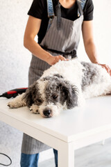 Young woman in apron grooming a dog at home