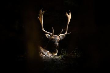 Fallow deer, dama dama, lying in a shadow of forest illuminated by the sunlight. Mysterious stag down on the ground in darkness. Wild animal resting in black environment with copy space.