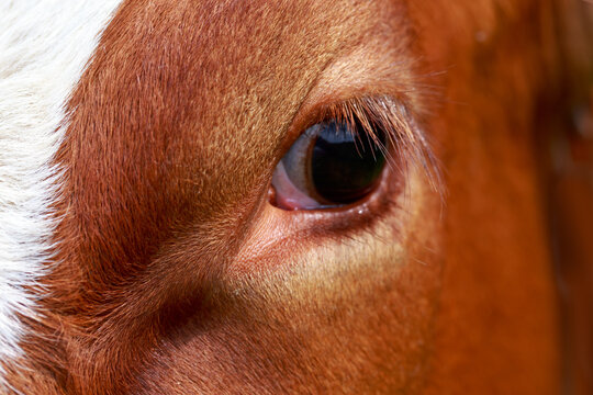 Cow eye close up