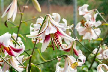 many cetut lilies in open . floral bright background