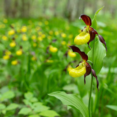 Yellow orchid flower