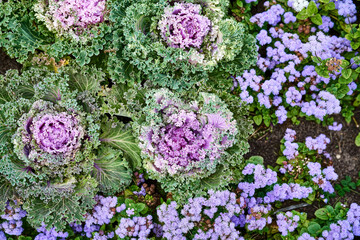 Top view of colorful and beautiful ornamental cabbages. Various decorative cabbage.