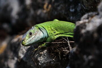 Western Green Lizard (Lacerta bilineata)  sits in a dry stone wall Germany