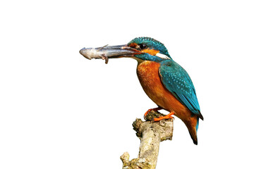 Male common kingfisher, alcedo atthis, holding fish on branch cut out on blank. Colorful bird hunting for prey on bough isolated on white background with copy space.