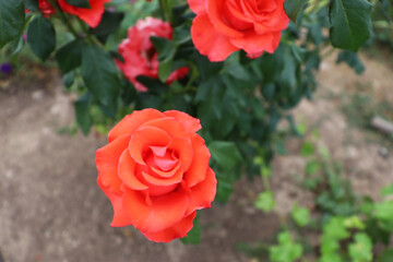 Beautiful macro red rose background