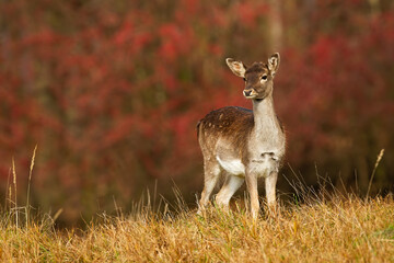 Young fallow deer, dama dama, fawn looking on autumn meadow with red leaves in background. Spotted mammal with brown fur standing in colorful autumn scenery with copy space.