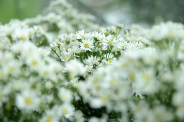 Small White Flowers In a Garden