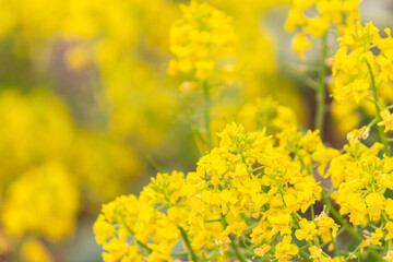 Field of rapeseed. Close up of yellow flowers for background. Macro.