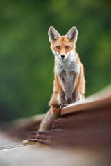Alert red fox, vulpes vulpes, sitting on railway track in summertime nature. Fluffy orange predator looking to the camera on railroad in summer. Wild beast staring in transport environment.