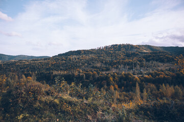 Naklejka premium autumn forest in mountains landscape view
