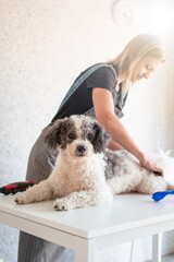 Blond woman grooming a dog at home