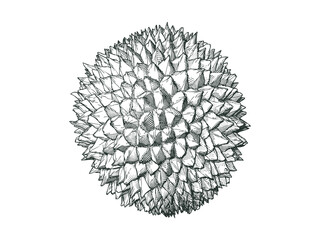 Durian drawing  illustration isolated on white BG