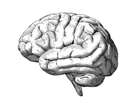 Engraving brain illustration isolated on white BG